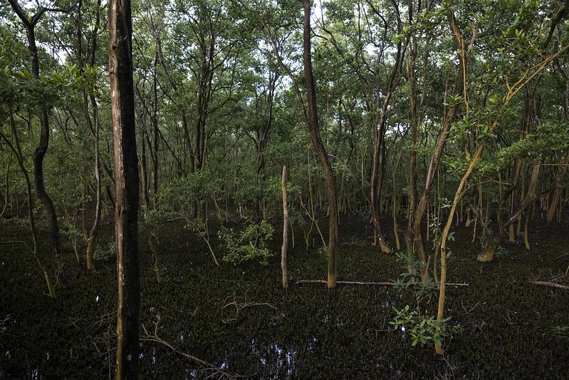 Bosque espeso y verde de manglar en el mar. Se aprecian los tallos y troncos de los árboles en el agua marina