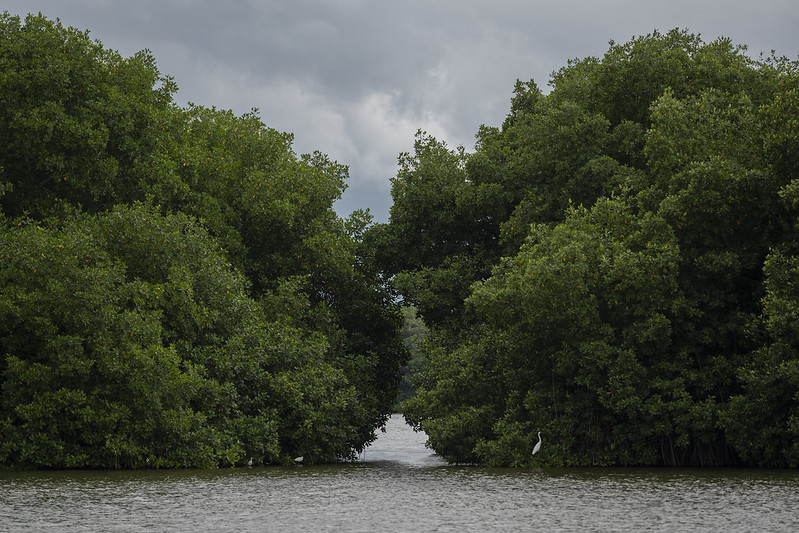 Bosque de manglar en el mar pacífico